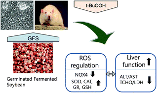 Graphical abstract: Protective effects of germinated and fermented soybean extract against tert-butyl hydroperoxide-induced hepatotoxicity in HepG2 cells and in rats