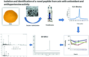 Graphical abstract: Isolation and identification of a novel peptide from zein with antioxidant and antihypertensive activities
