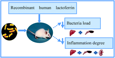Graphical abstract: The effect of recombinant human lactoferrin from the milk of transgenic cows on Salmonella enterica serovar typhimurium infection in mice