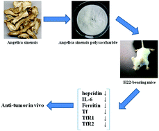 Graphical abstract: The effects of polysaccharides from the root of Angelica sinensis on tumor growth and iron metabolism in H22-bearing mice