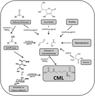 Graphical abstract: Carboxymethyl-lysine: thirty years of investigation in the field of AGE formation