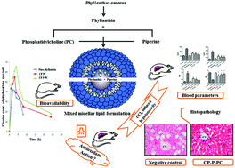 Graphical abstract: Antioxidant and hepatoprotective effects of mixed micellar lipid formulation of phyllanthin and piperine in carbon tetrachloride-induced liver injury in rodents