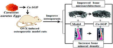 Graphical abstract: Sialoglycoproteins prepared from the eggs of Carassius auratus prevent bone loss by inhibiting the NF-κB pathway in ovariectomized rats