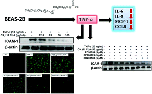 Graphical abstract: Conjugated linoleic acids suppress inflammatory response and ICAM-1 expression through inhibition of NF-κB and MAPK signaling in human bronchial epithelial cells
