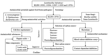 Graphical abstract: In vitro assessment of the antimicrobial potentials of Lactobacillus helveticus strains isolated from traditional cheese in Sinkiang China against food-borne pathogens