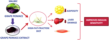 Graphical abstract: Grape pomace and grape pomace extract improve insulin signaling in high-fat-fructose fed rat-induced metabolic syndrome