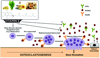 Graphical abstract: Vitamin E suppresses ex vivo osteoclastogenesis in ovariectomized rats