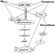 Graphical abstract: Effects of piceatannol and pterostilbene against β-amyloid-induced apoptosis on the PI3K/Akt/Bad signaling pathway in PC12 cells