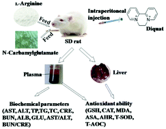 Graphical abstract: Dietary arginine and N-carbamylglutamate supplementation enhances the antioxidant statuses of the liver and plasma against oxidative stress in rats