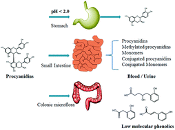 Graphical abstract: The absorption, distribution, metabolism and excretion of procyanidins