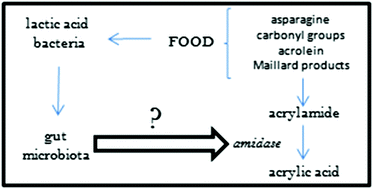 Graphical abstract: A review of the interactions between acrylamide, microorganisms and food components