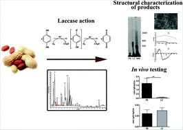 Graphical abstract: Peanut protein structure, polyphenol content and immune response to peanut proteins in vivo are modulated by laccase