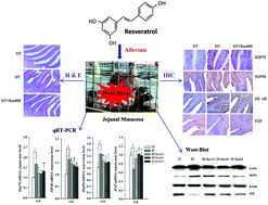 Graphical abstract: Resveratrol modulates intestinal morphology and HSP70/90, NF-κB and EGF expression in the jejunal mucosa of black-boned chickens on exposure to circular heat stress