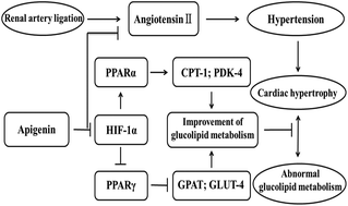Graphical abstract: Apigenin ameliorates hypertension-induced cardiac hypertrophy and down-regulates cardiac hypoxia inducible factor-lα in rats