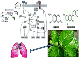 Graphical abstract: Morinda citrifolia edible leaf extract enhanced immune response against lung cancer