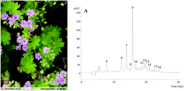 Graphical abstract: Chemical characterization and bioactive properties of Geranium molle L.: from the plant to the most active extract and its phytochemicals