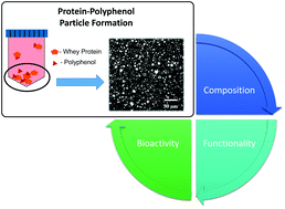 Graphical abstract: Formation of whey protein–polyphenol meso-structures as a natural means of creating functional particles