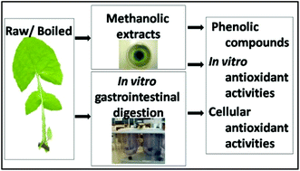 Graphical abstract: Effects of boiling and in vitro gastrointestinal digestion on the antioxidant activity of Sonchus oleraceus leaves