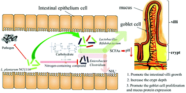 Graphical abstract: Lactobacillus plantarum NCU116 attenuates cyclophosphamide-induced intestinal mucosal injury, metabolism and intestinal microbiota disorders in mice