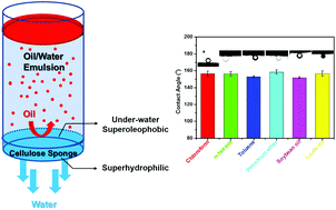 Graphical abstract: A cellulose sponge with robust superhydrophilicity and under-water superoleophobicity for highly effective oil/water separation