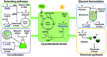 Graphical abstract: Production of C3 platform chemicals from CO2 by genetically engineered cyanobacteria
