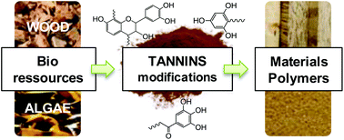 Graphical abstract: Chemical modification of tannins to elaborate aromatic biobased macromolecular architectures