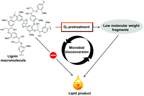 Graphical abstract: Bioconversion of oxygen-pretreated Kraft lignin to microbial lipid with oleaginous Rhodococcus opacus DSM 1069