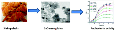 Graphical abstract: Antibacterial effect of calcium oxide nano-plates fabricated from shrimp shells