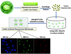 Graphical abstract: Synthesis of carbon quantum dots from cabbage with down- and up-conversion photoluminescence properties: excellent imaging agent for biomedical applications
