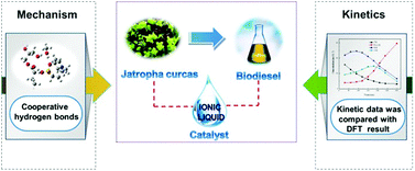Graphical abstract: Mechanistic and kinetic studies on biodiesel production catalyzed by an efficient pyridinium based ionic liquid