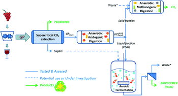 Graphical abstract: Towards multi-purpose biorefinery platforms for the valorisation of red grape pomace: production of polyphenols, volatile fatty acids, polyhydroxyalkanoates and biogas