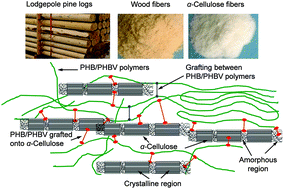 Graphical abstract: Interfacial improvements in biocomposites based on poly(3-hydroxybutyrate) and poly(3-hydroxybutyrate-co-3-hydroxyvalerate) bioplastics reinforced and grafted with α-cellulose fibers