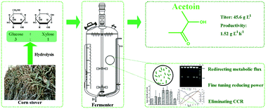 Graphical abstract: Biotechnological production of acetoin, a bio-based platform chemical, from a lignocellulosic resource by metabolically engineered Enterobacter cloacae