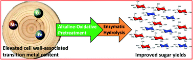 Graphical abstract: Cell wall-associated transition metals improve alkaline-oxidative pretreatment in diverse hardwoods