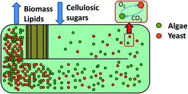 Graphical abstract: From sugars to biodiesel using microalgae and yeast