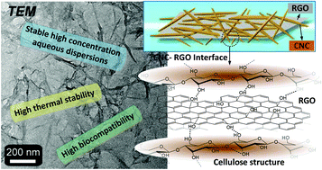 Graphical abstract: Biocompatible reduced graphene oxide sheets with superior water dispersibility stabilized by cellulose nanocrystals and their polyethylene oxide composites