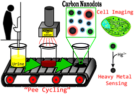 Graphical abstract: Pee-dots: biocompatible fluorescent carbon dots derived from the upcycling of urine