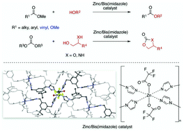 Graphical abstract: A highly stable but highly reactive zinc catalyst for transesterification supported by a bis(imidazole) ligand