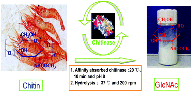 Graphical abstract: An efficient enzymatic production of N-acetyl-d-glucosamine from crude chitin powders