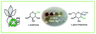 Graphical abstract: Transketolase catalysed upgrading of l-arabinose: the one-step stereoselective synthesis of l-gluco-heptulose