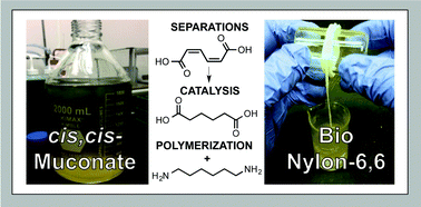Graphical abstract: cis,cis-Muconic acid: separation and catalysis to bio-adipic acid for nylon-6,6 polymerization