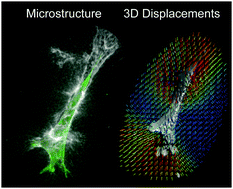 Graphical abstract: Quantifying cell-induced matrix deformation in three dimensions based on imaging matrix fibers