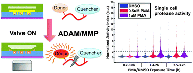Graphical abstract: High-throughput protease activity cytometry reveals dose-dependent heterogeneity in PMA-mediated ADAM17 activation