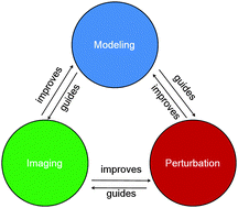 Graphical abstract: Abstracting the principles of development using imaging and modeling