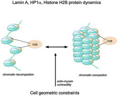 Graphical abstract: Actin cytoskeleton differentially alters the dynamics of lamin A, HP1α and H2B core histone proteins to remodel chromatin condensation state in living cells