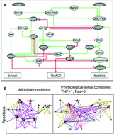 Graphical abstract: Predicting genetic interactions from Boolean models of biological networks