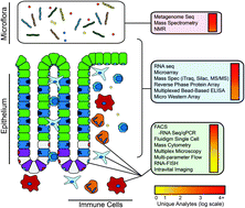 Graphical abstract: Multiscale analysis of the murine intestine for modeling human diseases