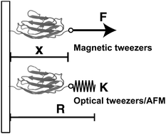 Graphical abstract: Thermodynamics of force-dependent folding and unfolding of small protein and nucleic acid structures