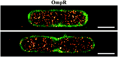 Graphical abstract: Single cell super-resolution imaging of E. coli OmpR during environmental stress