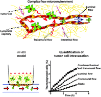 Graphical abstract: An in vitro model of the tumor–lymphatic microenvironment with simultaneous transendothelial and luminal flows reveals mechanisms of flow enhanced invasion